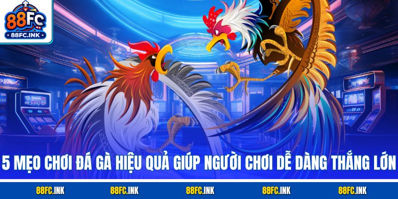 5 mẹo chơi đá gà hiệu quả giúp người chơi dễ dàng thắng lớn